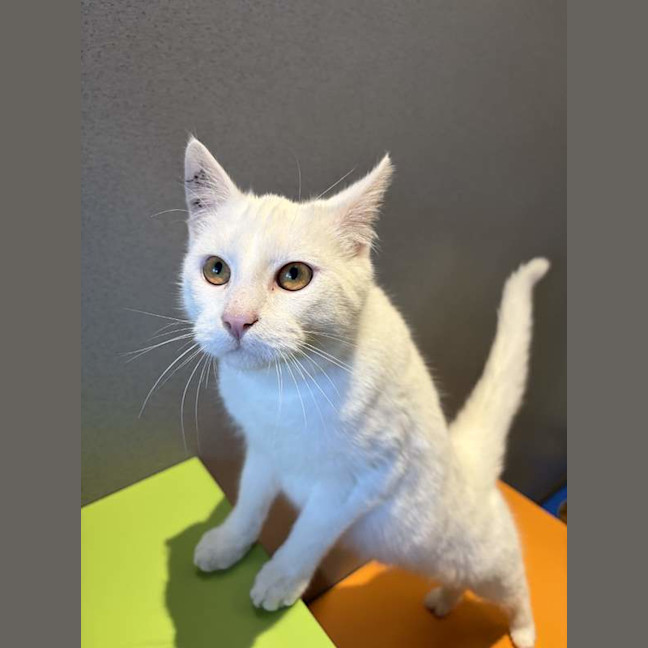 Photo of Queso