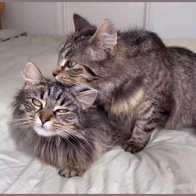 Photo of Blossom & Summer 