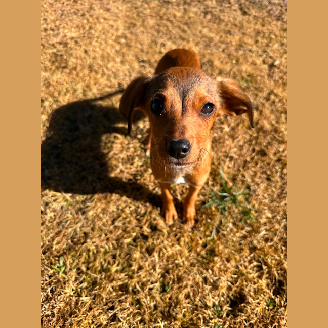 Photo of Snugglebug