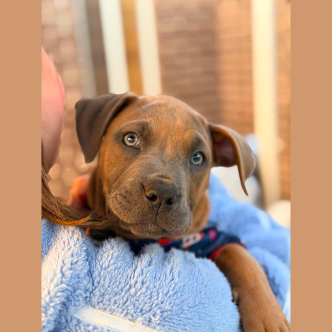 Photo of Maple