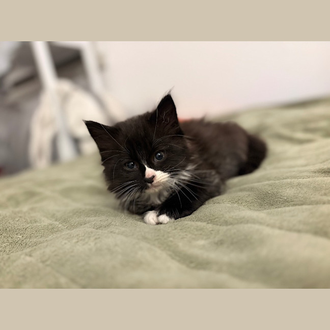 Photo of Fluoxetine Aka Flux