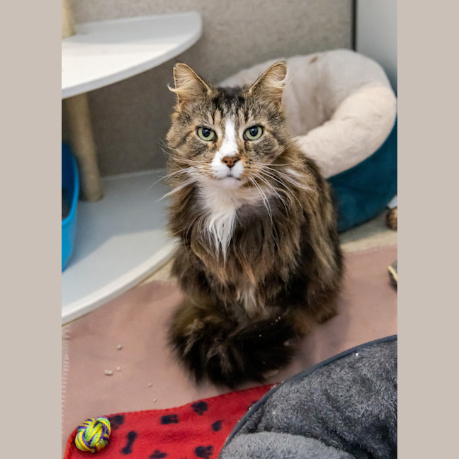 Photo of Donald Bradman