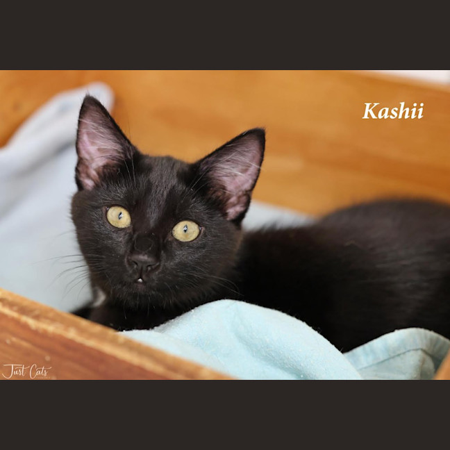 Photo of Kashii