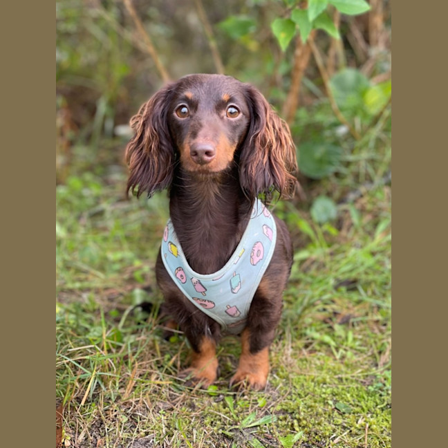 Photo of Fifi
