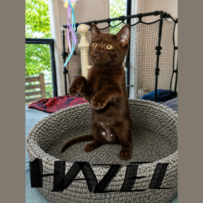 Photo of Hazel