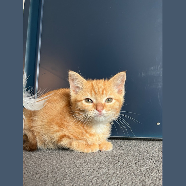 Photo of Sesame
