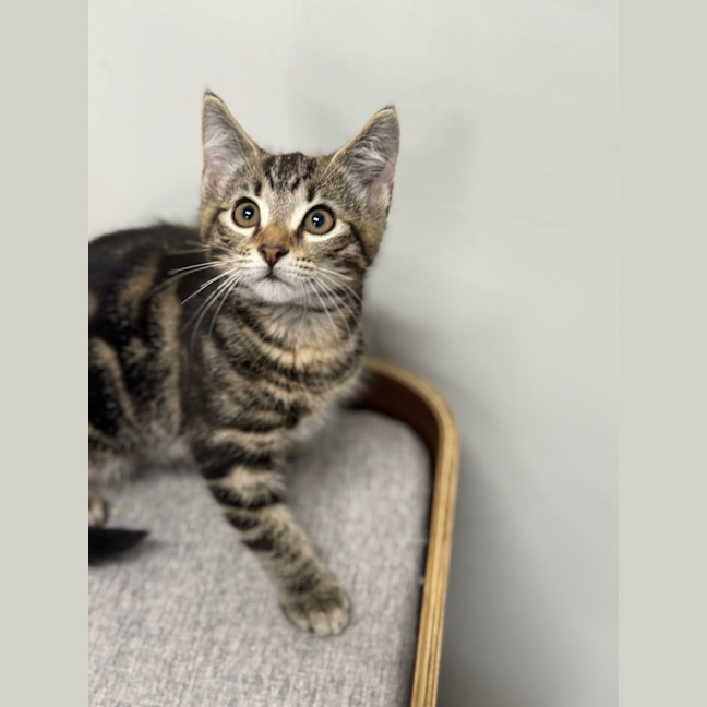 Photo of Denim   Burnie