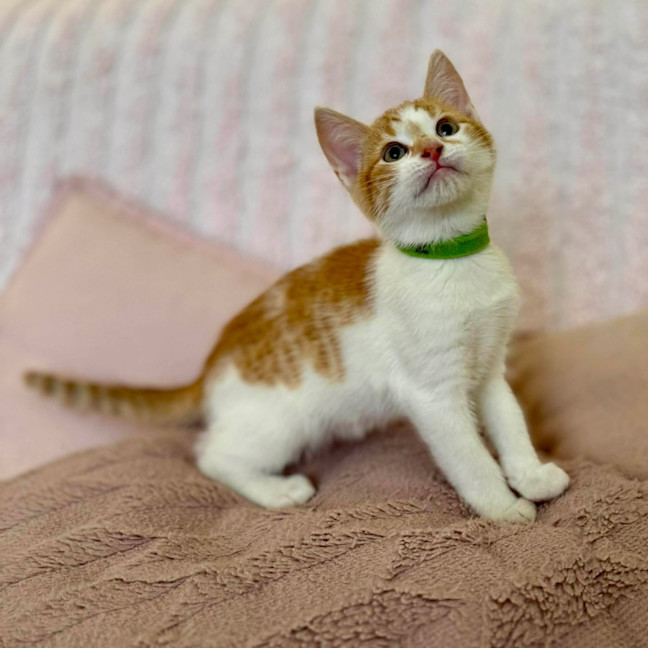 Photo of Zoe   In Foster Care In Croydon