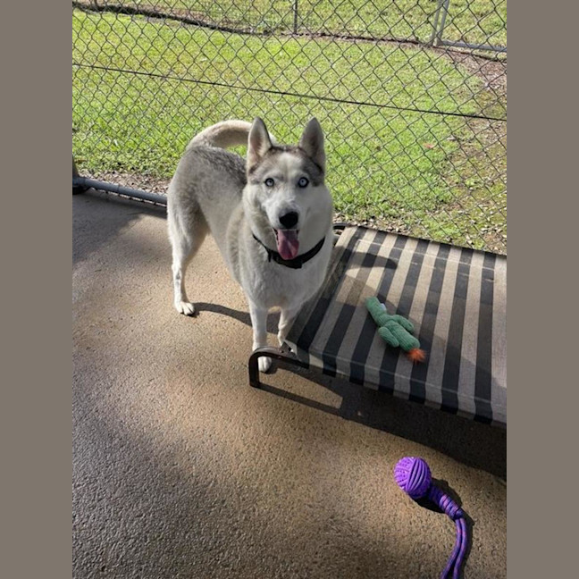Photo of Nymeria