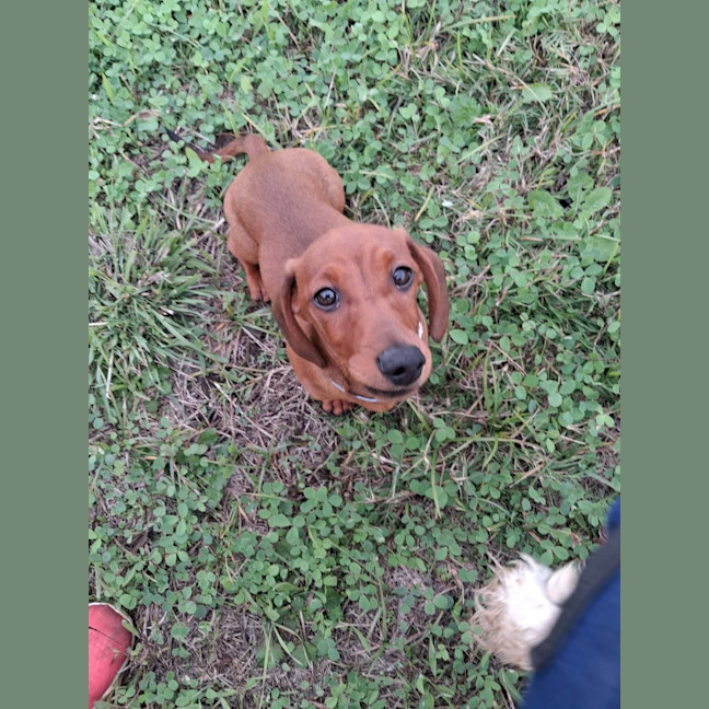 Photo of Wiggles