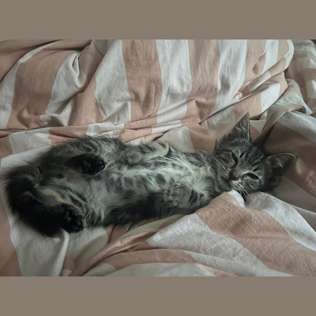 Photo of Timmy Trumpet