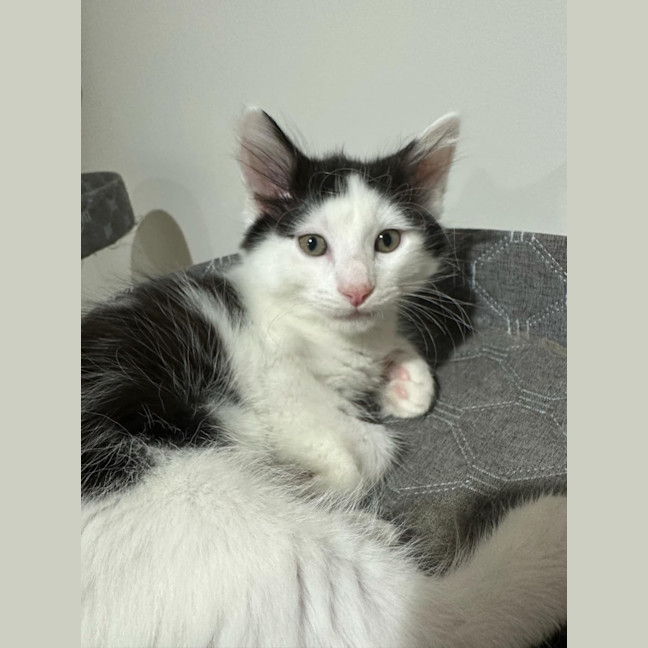 Photo of Marshmellow