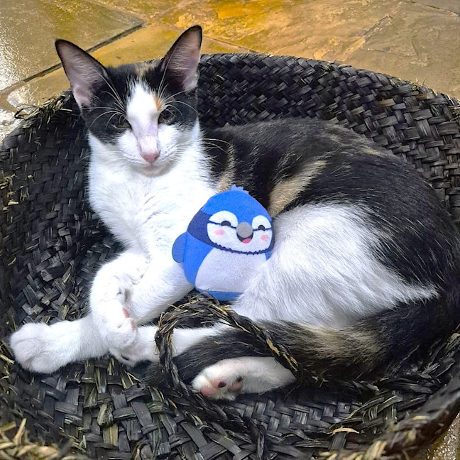 Photo of Olive