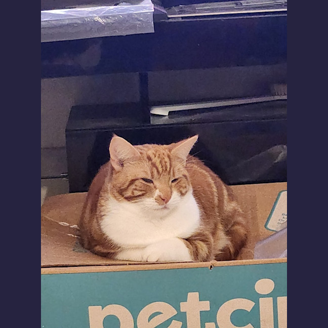 Photo of Baron Marmalade