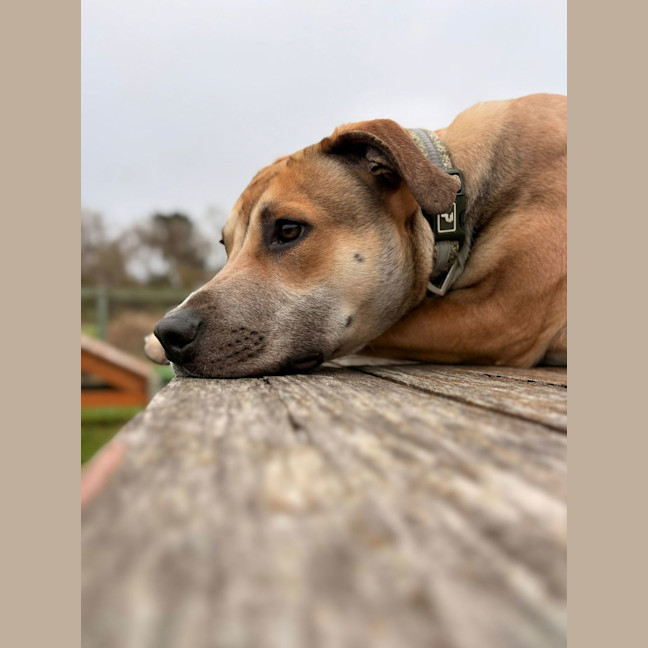 Photo of Romeo