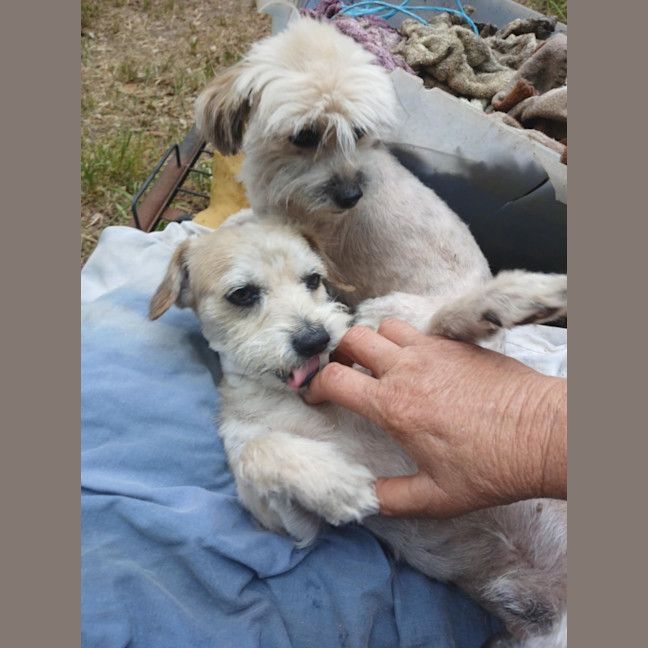 Photo of Frankie 💙