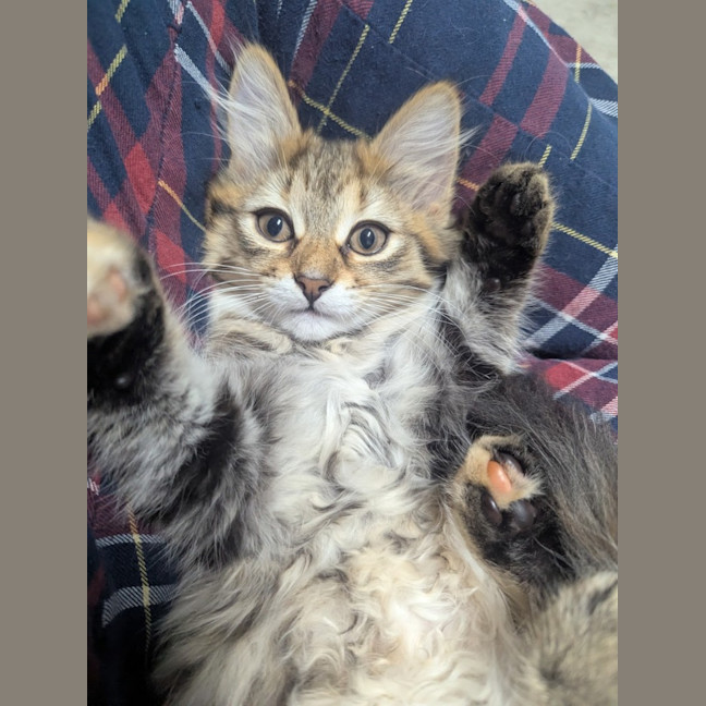 Photo of Bellatrix Clowder