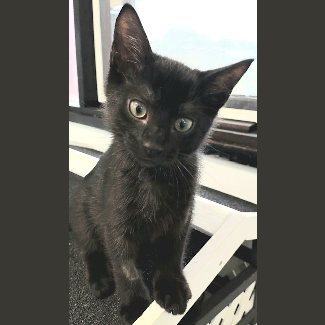 Photo of Gremlin