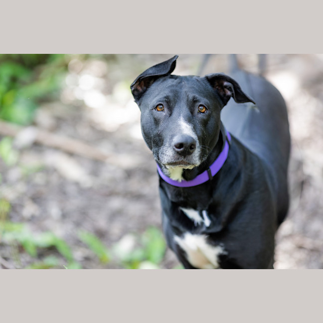 Photo of Rue