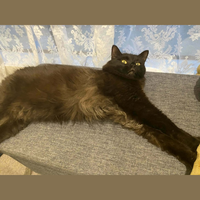 Photo of 🐈‍⬛ Annie 🐈‍⬛