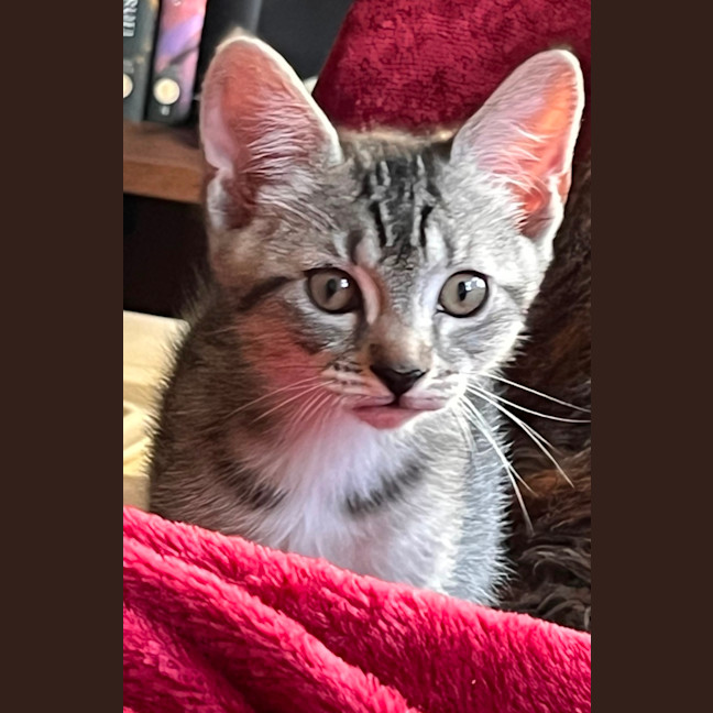 Photo of Jinx 