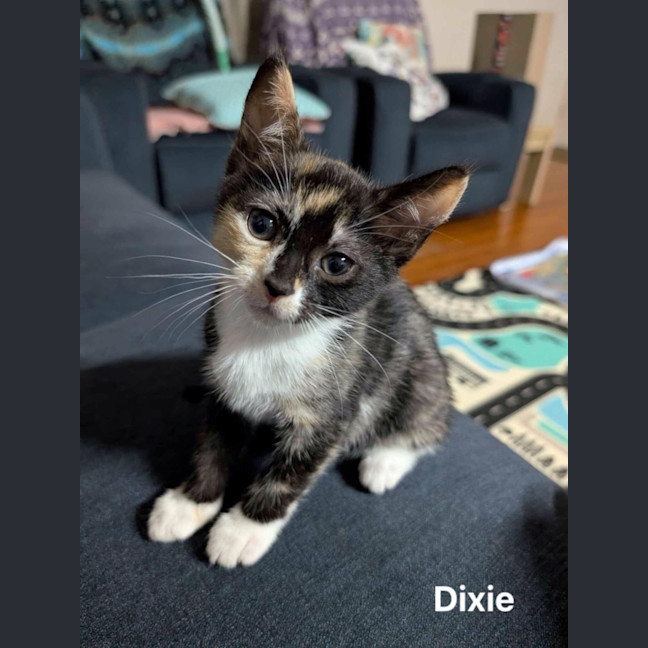 Photo of Dixie