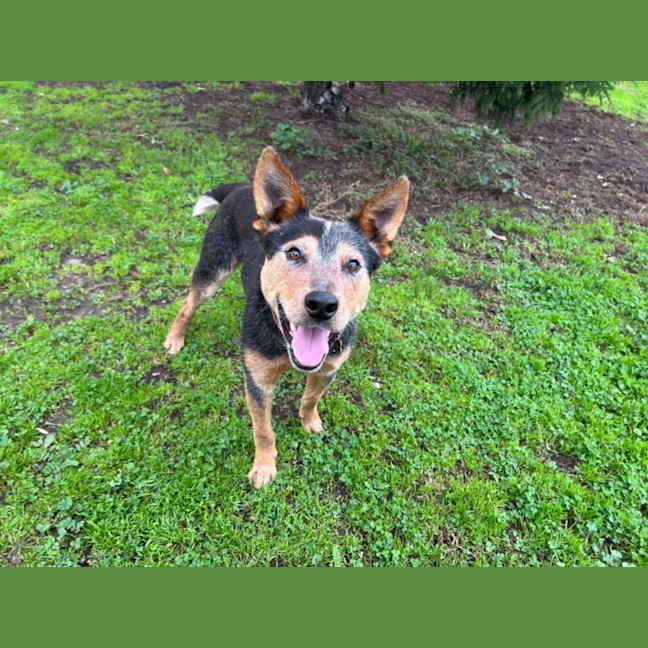 Photo of Banjo