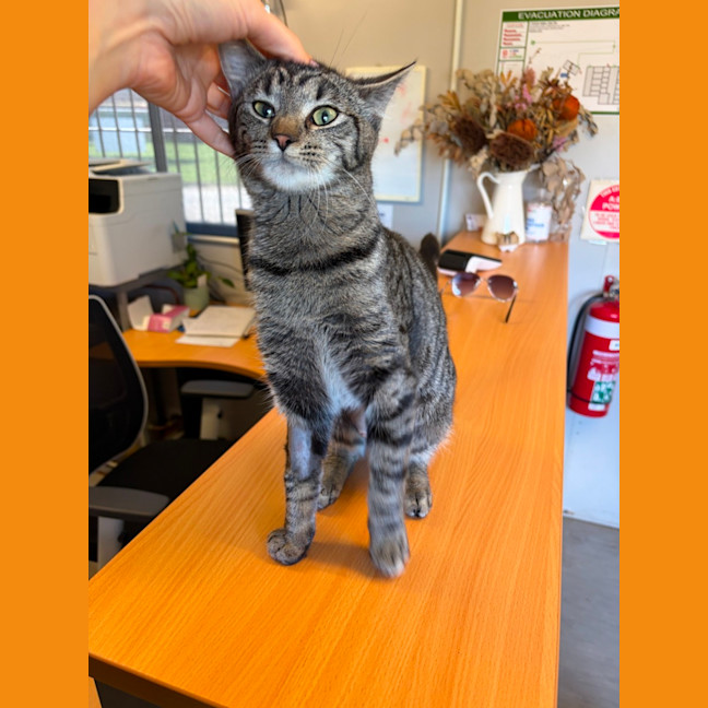 Photo of Tango