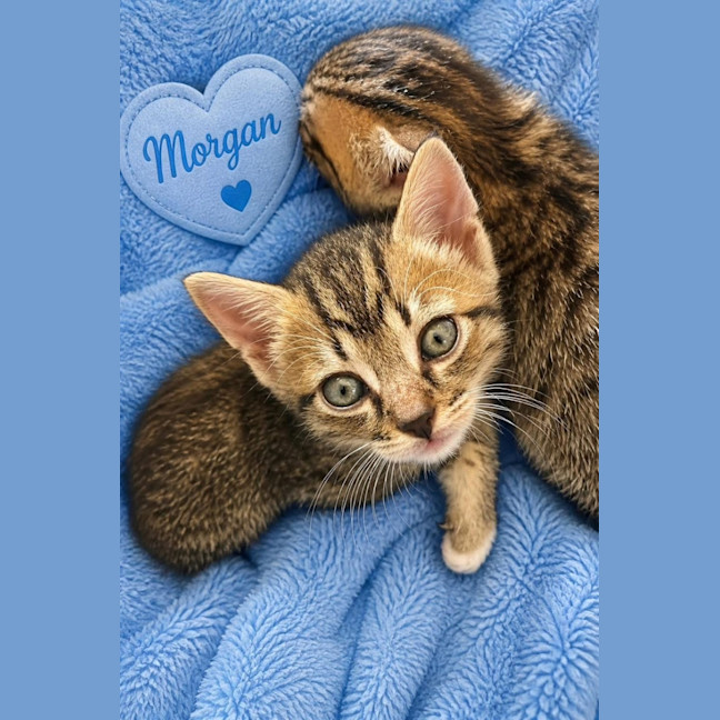 Photo of Morgan