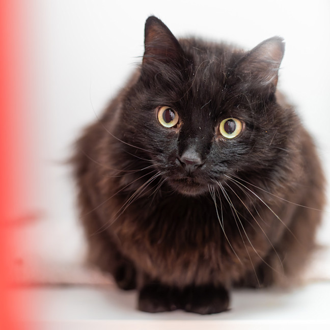 Photo of Mortimer