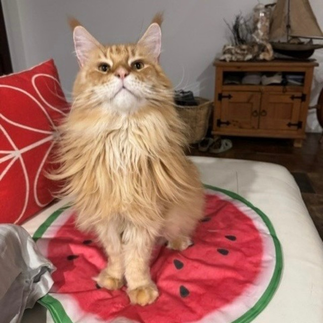 Photo of Rafiki