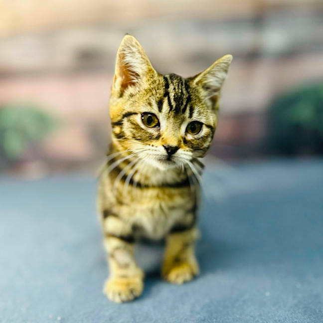 Photo of Mimosa   Located In Preston 