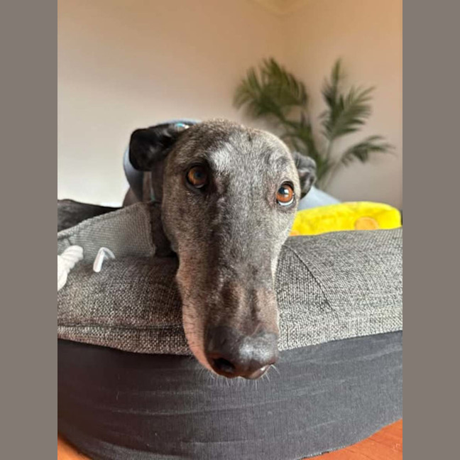 Photo of Jeff, The Greyhound