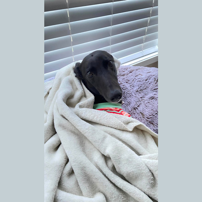 Photo of Danni, The Greyhound