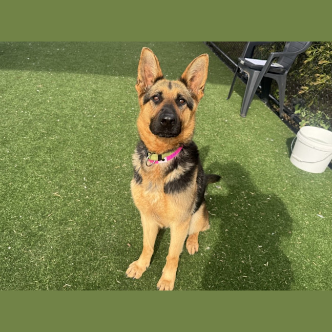 Photo of Kitana Imp 2165