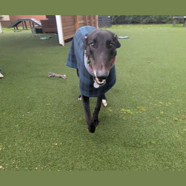 Photo of Buddy