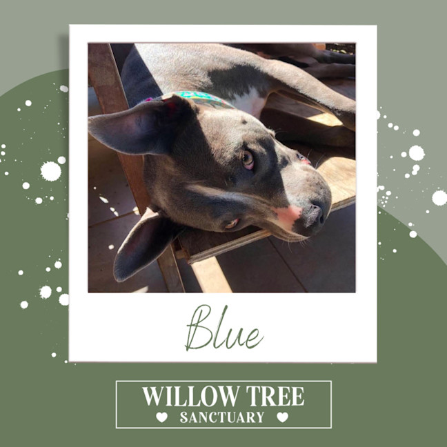 Photo of Blue