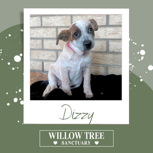 Photo of Dizzy