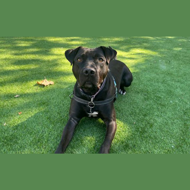 Photo of Jet