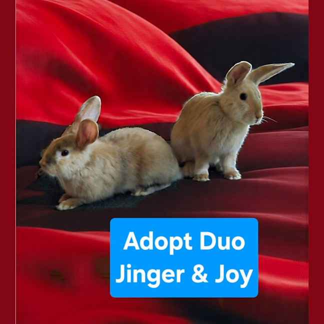Photo of Jinger & Joy
