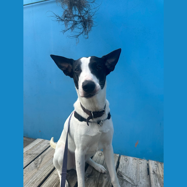 Photo of Bandit