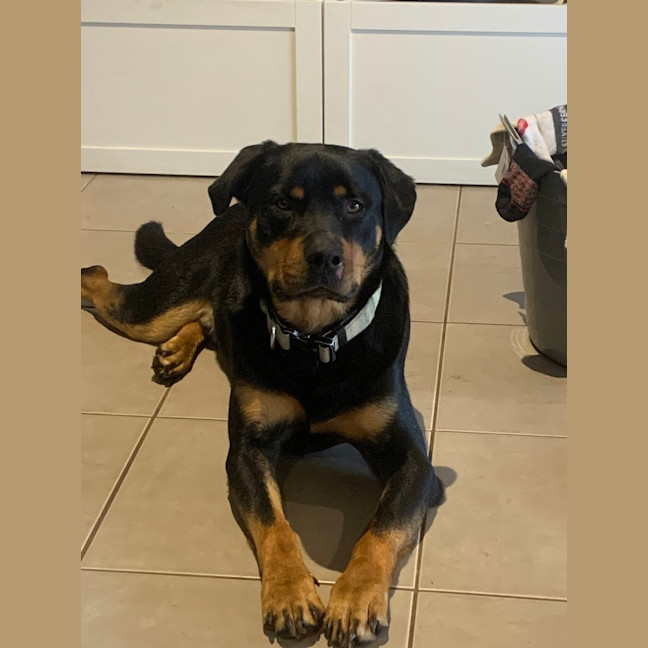 Photo of Maverick