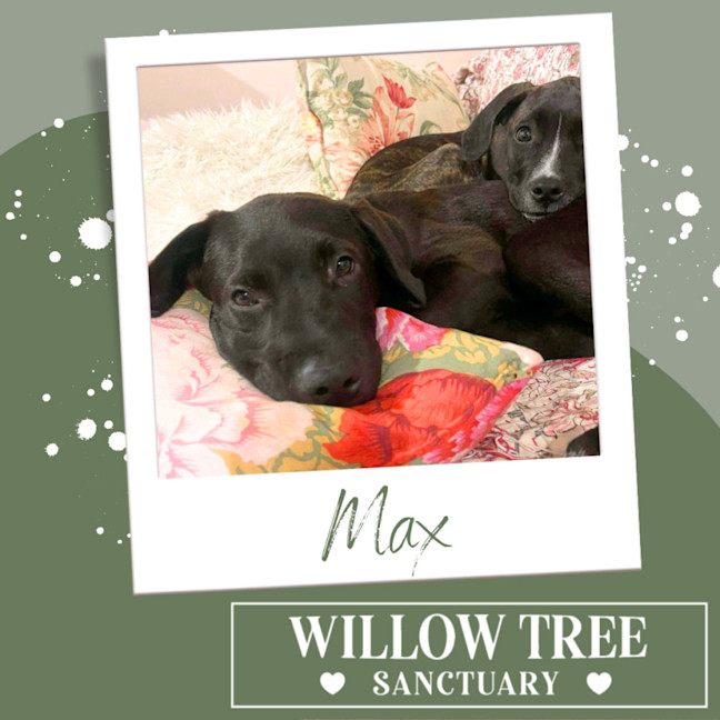 Photo of Max