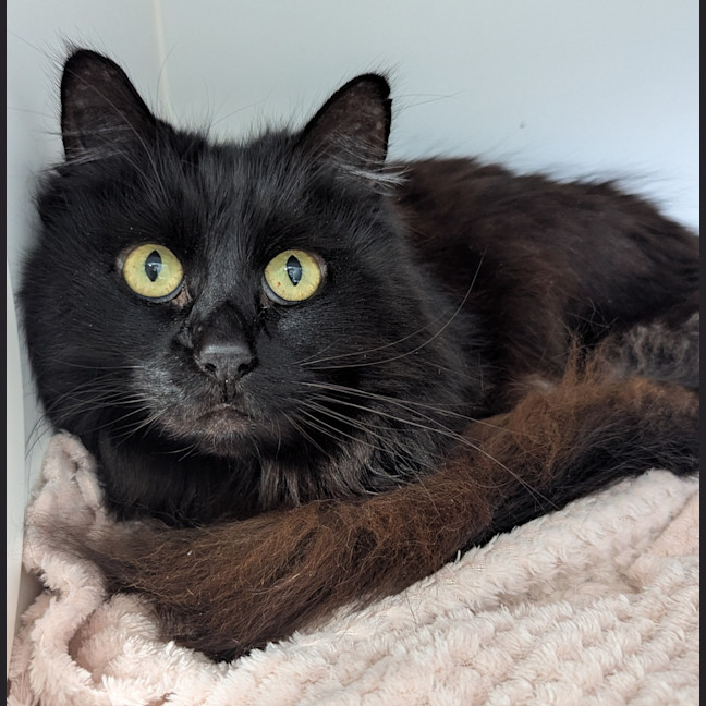 Photo of Merlot 