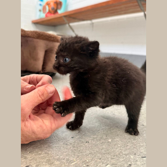 Photo of Buttercup 🖤