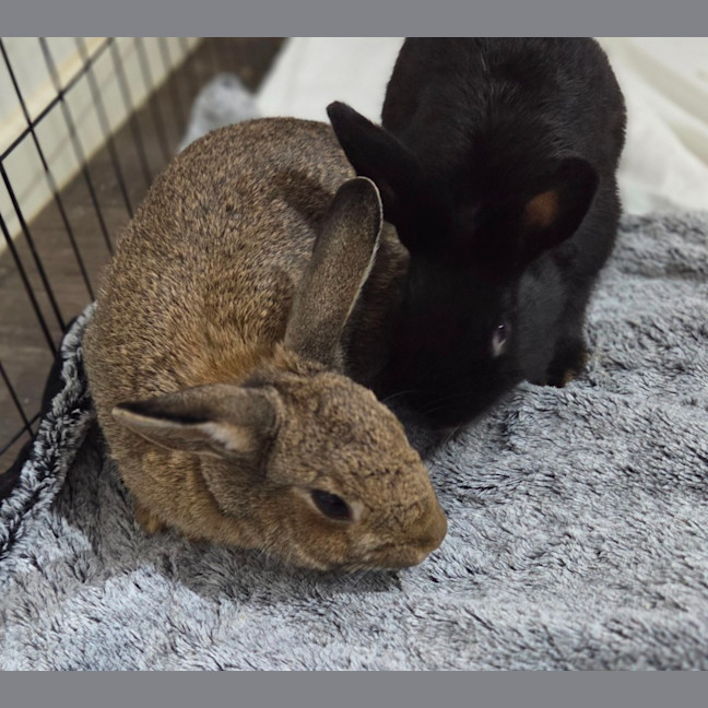 Photo of Kole & Zestful Wildy 