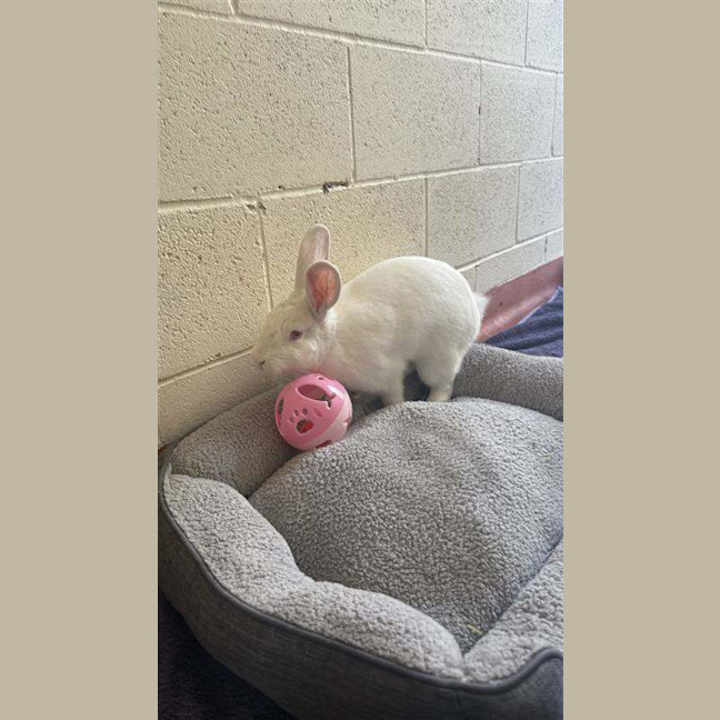 Photo of Kiwi