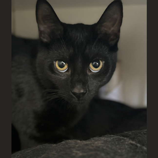 Photo of Lumos
