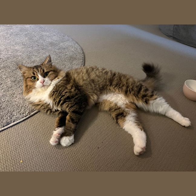 Photo of Gracie (Was Caramel Slice)