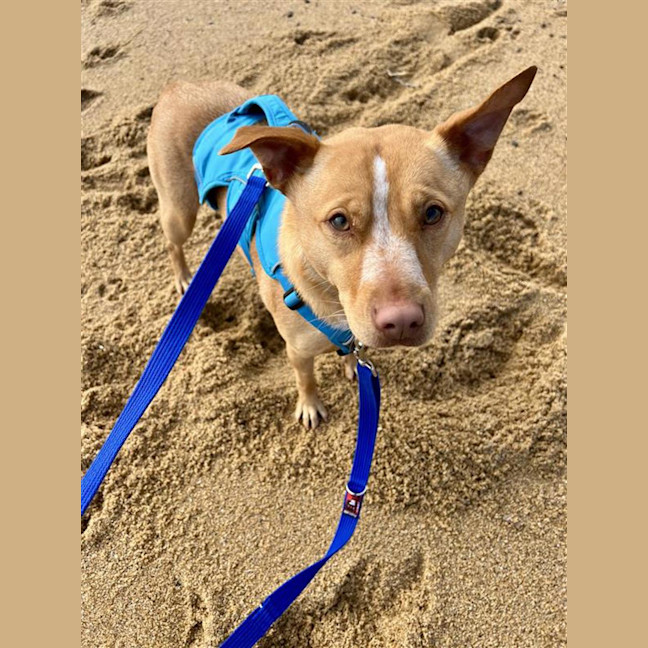 Photo of Honey